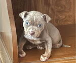Small #2 American Pit Bull Terrier Mix