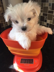 Maltese Puppy for sale in EAST EARL, PA, USA