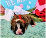 Puppy Red collar Alapaha Blue Blood Bulldog