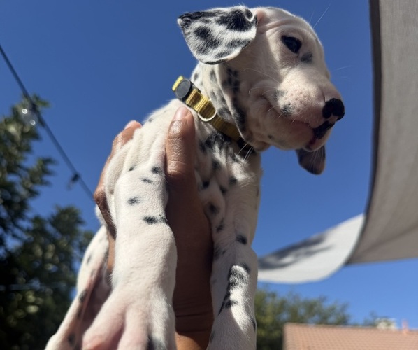 Medium Photo #2 Dalmatian Puppy For Sale in COLTON, CA, USA