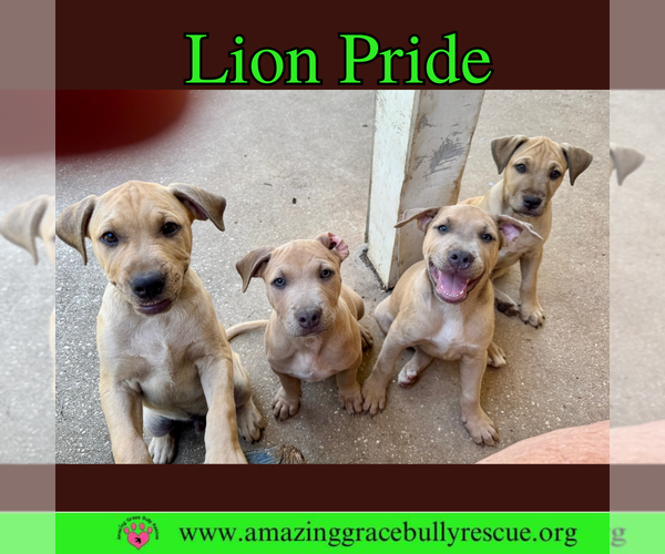 Medium Photo #2 Bulldog-Labrador Retriever Mix Puppy For Sale in Pensacola, FL, USA