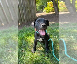 Labrador Retriever-Unknown Mix Dogs for adoption in Fairfax, VA, USA