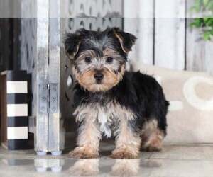 Yorkshire Terrier Puppy for sale in MOUNT VERNON, OH, USA