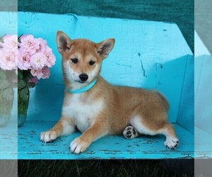 Shiba Inu Puppy for sale in ARTHUR, IL, USA