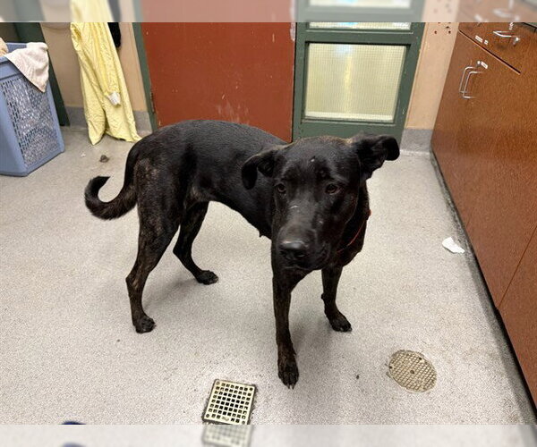 Medium Photo #1 Labrador Retriever-Unknown Mix Puppy For Sale in Rancho Cucamonga, CA, USA