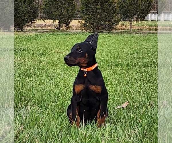 Medium Photo #1 Doberman Pinscher Puppy For Sale in MARYSVILLE, IN, USA