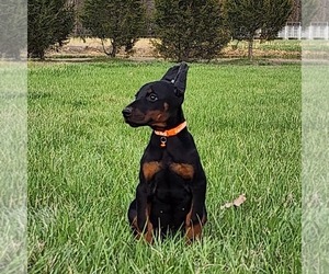 Doberman Pinscher Puppy for sale in MARYSVILLE, IN, USA