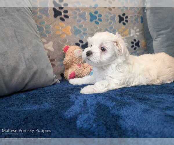 Medium Photo #12 Maltese Puppy For Sale in OCALA, FL, USA