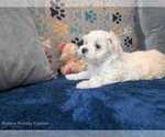 Small Photo #12 Maltese Puppy For Sale in OCALA, FL, USA