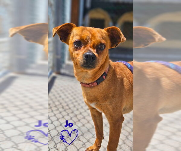 Medium Photo #2 Chihuahua Puppy For Sale in Monte Vista, CO, USA