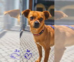 Small #1 Chihuahua