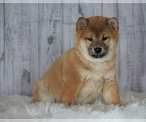 Shiba Inu Puppy for sale in FREDERICKSBG, OH, USA