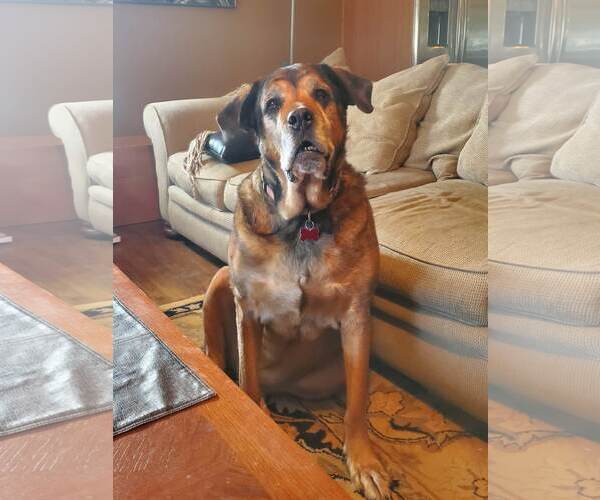 Medium Photo #10 Mutt Puppy For Sale in Mount Laurel, NJ, USA
