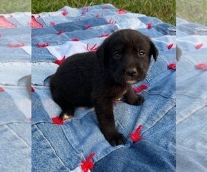 Labrador Retriever-Unknown Mix Puppy for sale in RUTHERFORDTON, NC, USA