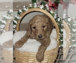 Small Photo #7 Goldendoodle mix (+ Poodle Standard) Puppy For Sale in JACKSBORO, TX, USA