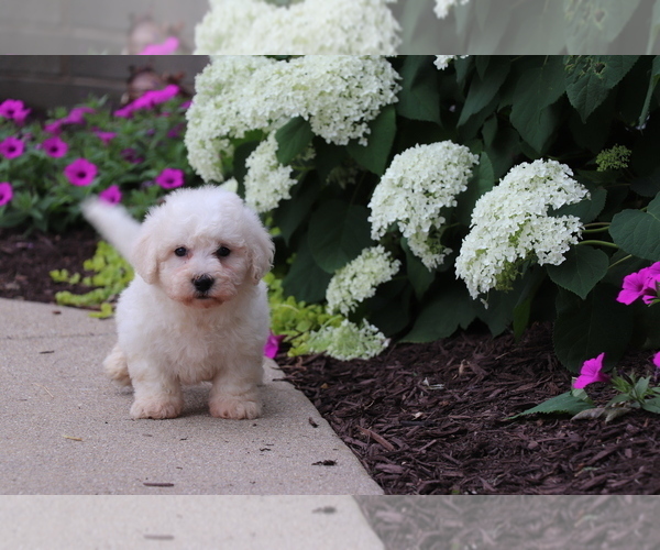 Medium Photo #6 Bichon Frise Puppy For Sale in HUMBOLDT, IL, USA
