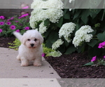Small #5 Bichon Frise