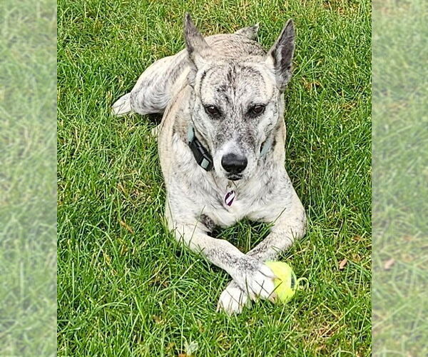 Medium Photo #5 Dutch Shepherd -Unknown Mix Puppy For Sale in Aurora, CO, USA