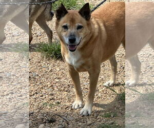 Mutt Dogs for adoption in Jackson, MS, USA