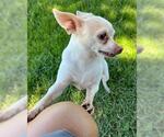 Small #1 Chihuahua