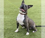 Small #1 American Pit Bull Terrier Mix