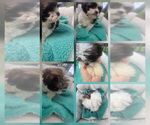 Small #4 Shorkie Tzu