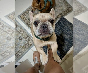 French Bulldog Dogs for adoption in Dumont, NJ, USA