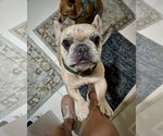 Small French Bulldog