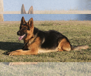 Mother of the German Shepherd Dog puppies born on 04/25/2022