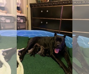 Mother of the Cane Corso puppies born on 05/12/2026