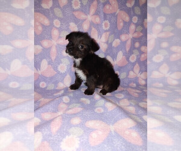Medium Photo #9 YorkiePoo Puppy For Sale in LAPEER, MI, USA