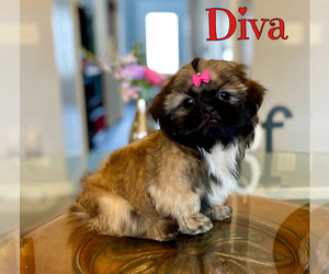 Shih Tzu Puppy for sale in SUGAR HILL, GA, USA
