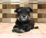 Small #2 Schnauzer (Miniature)