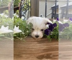 Small #2 Maltese
