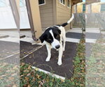 Small Photo #8 Borador Puppy For Sale in Brewster, NY, USA