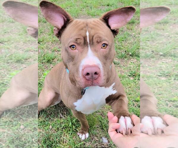 Medium Photo #3 American Pit Bull Terrier-Unknown Mix Puppy For Sale in Millersville, MD, USA