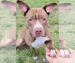 Small #2 American Pit Bull Terrier Mix