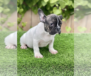 French Bulldog Puppy for sale in SAN DIEGO, CA, USA