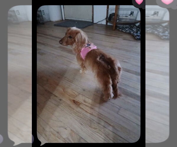 Medium Photo #1 Dachshund Puppy For Sale in Los Angeles, CA, USA