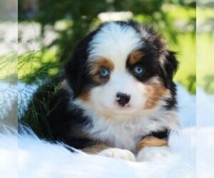 Australian Shepherd Puppy for sale in DUNDEE, NY, USA