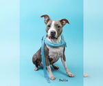 Small #1 Staffordshire Bull Terrier