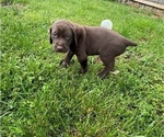 Small Photo #10 German Shorthaired Pointer Puppy For Sale in FRANKLIN, KY, USA