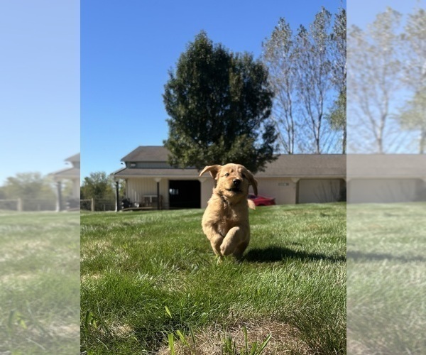 Medium Photo #6 Golden Retriever Puppy For Sale in FREDERICKSBG, OH, USA