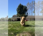 Small #5 Golden Retriever