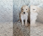 Puppy 1 Goldendoodle
