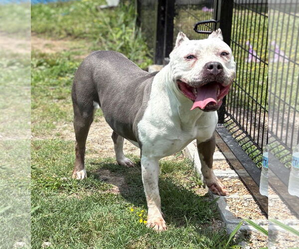 Medium Photo #6 American Pit Bull Terrier Puppy For Sale in Virginia Beach, VA, USA