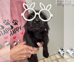 Mutt Dogs for adoption in Gilberts, IL, USA