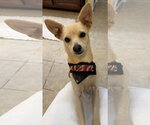 Small #1 Chihuahua Mix