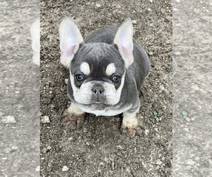 Medium French Bulldog