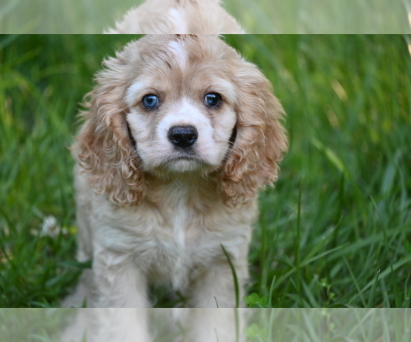 Medium Photo #7 Cocker Spaniel Puppy For Sale in AVALON, MO, USA